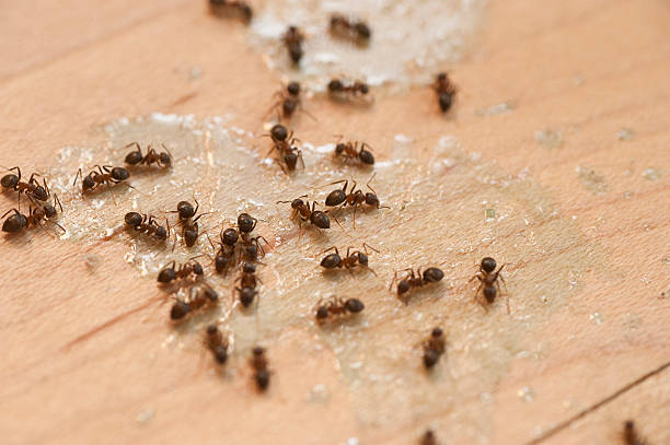 Pest Control for Restaurants in Senath, MO