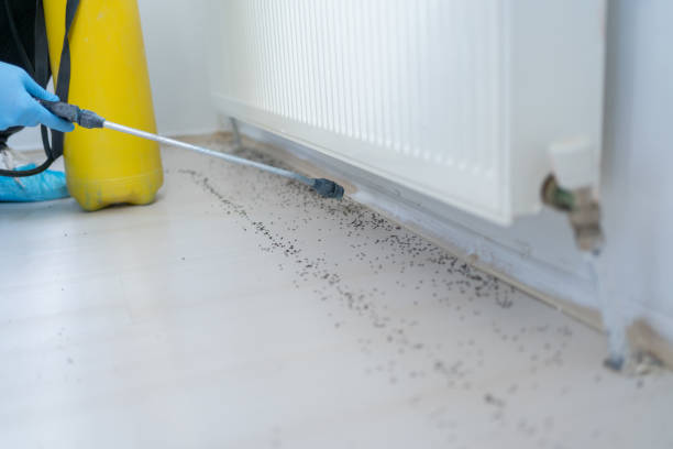 Professional Pest Control in Senath, MO