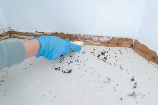 Best Best Pest Control Companies  in Senath, MO